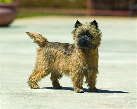 cairn terrier dog breed history   interesting facts