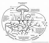 Cycle Mushroom Life Simplified Visualized Science Tumblr Deviantart sketch template