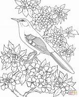 Coloring Pages Arkansas Mockingbird Bird Flower Blossom Apple State Birds Printable Adults Supercoloring Animals Patterns Body Crafts Silhouettes Visit Coloringbay sketch template