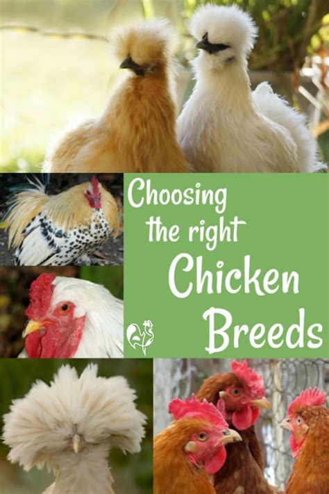 backyard chicken breeds with pictures