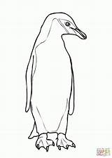 Penguin Coloring Chinstrap Drawing Outline Emperor King Cute Pages Penguins Printable Adelie Getcolorings Getdrawings Color Comments Paintingvalley sketch template