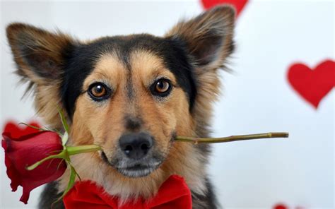 hond met rode roos  zijn bek mooie leuke achtergronden voor je