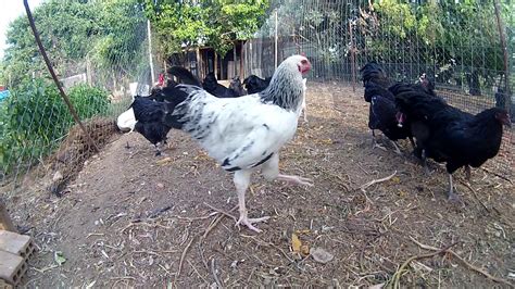 Australorps Sussex Naked Neck Other Chickens Breed Time