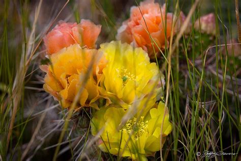 colorful cactus jeffrey favero fine art photography