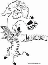 Madagascar Coloring Pages Alex Marty Printable Lion Colouring Animals Having Fun Shoulders Related Characters Print Cartoon Color sketch template