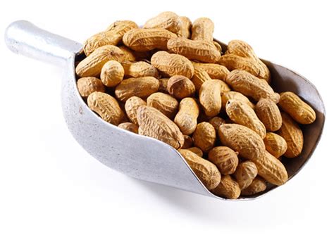 groundnut premium quality  groundnut seeds exporters  india