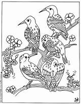 Pajaros Paon Pajaro Oiseaux Aves Hellokids Pájaros Gratuit Coloriages Popular K7v Greatestcoloringbook Teenagers Adultos Coloração sketch template
