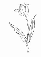 Tulpe Ausmalen Vorlage Blumen Zeichnung Ausmalbild Tulpen Malvorlage Schulbilder sketch template