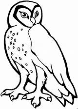 Owl Eule Ausmalbilder Eulen Ausmalbild Malvorlage Schneeeule Schleiereule Extremamente Ps32 Coruja Hoot Coloringhome  sketch template