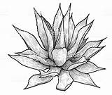 Vector Agave Yucca Drawing Plant Illustration Line Illustrations Getdrawings Collection Engraving Ink Vectorified Cactus Clip sketch template