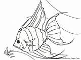 Fish Coloring Drawing Angel Realistic Tropical Line Ocean Angelfish Colouring Drawings Luau Printable Printables Colorear Para Draw Arte Getdrawings Saltwater sketch template