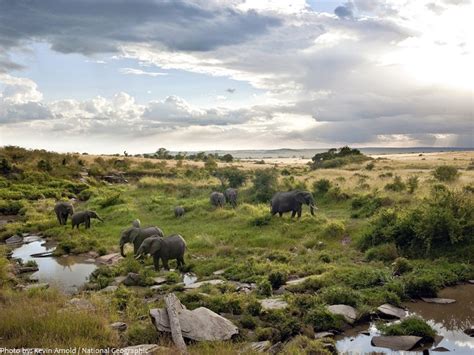 interesting facts  maasai mara national reserve  fun facts