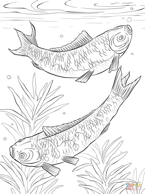 japanese fighting fish drawing  getdrawings