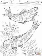 Koi Coloring Pages Carp Fish Fishes Realistic Japanese Drawing Printable Fighting Getdrawings Drawings Popular sketch template