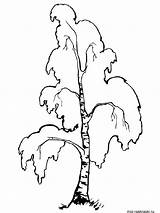 Coloring Dove Birch Tree Drawing Pages Getcolorings Visit Getdrawings sketch template