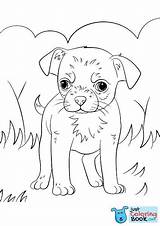 Chihuahua Beverly Supercoloring sketch template