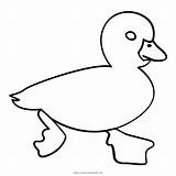 Ausmalbilder Ente Pato Colorir Duckling sketch template