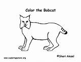 Bobcat Coloring Pages Printing Desert Sponsors Wonderful Support Please sketch template