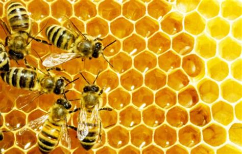 3 Natural Products Of Honey Bees And Their Amazing Health Benefits