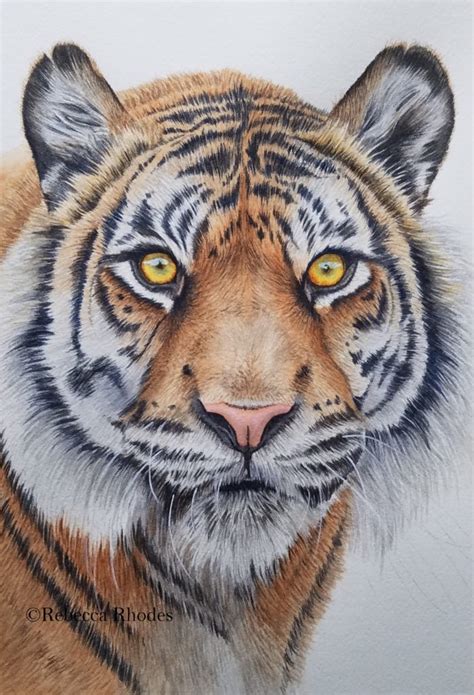 paint  watercolor tiger step  step rebecca rhodes