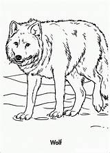 Wolf Coloring Pages Kids Printable Color Wolves Bestcoloringpagesforkids Sheets Colour Colouring Print Adults Animal Drawing Template Choose Board sketch template