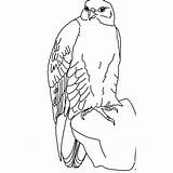 Falcon Coloring Pages Bird Wild Hawk Kids Colouring Printable Kindergarten Enjoyable Homework Includes Section Crafts sketch template