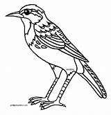 Meadowlark Phillip Nebraska Clipground Pngitem sketch template