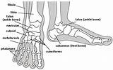 Ankle Foot Bones Labeled Skeletal Structures Conditions Overview Common Edu Figure sketch template