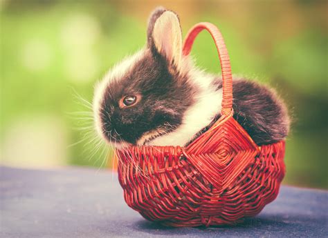 bunny basket  sarah bk  deviantart