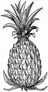 Pineapple Adult Coloring Template Pages sketch template