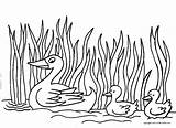 Patinhos Pata Lagoa Ducks Ducklings Qdb sketch template