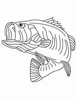 Bass Coloring Pages Fish Drawing Fishing Largemouth Clipart Boat Mouth Walleye Large Predator Book Striped Outline Sea Color Printable Template sketch template