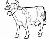 Cow Drawing Coloring Outline Animals Drawings Animal Cute Kids Pages Draw Clipart Colour Carabao Wallpaper Line Printable Beautiful Cows Clip sketch template