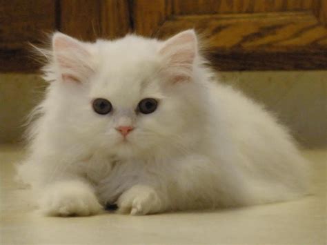 doll faced persian kitty persian cat doll face persian kittens cats