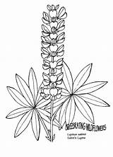 Lupine Drawing Found Wild Blue Getdrawings Drawings sketch template