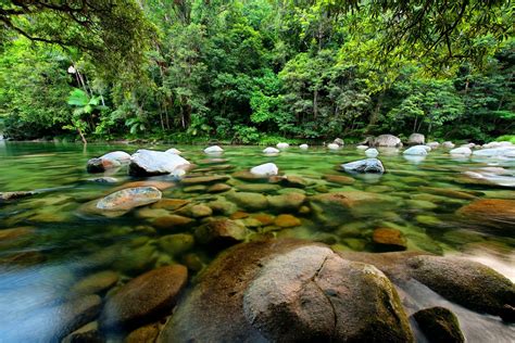 exploring australias rainforests rough guides