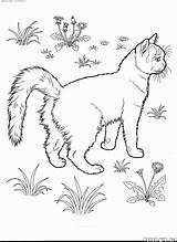 Katzen Türkisch sketch template
