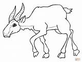 Saiga Coloring Pages Drawing Printable sketch template