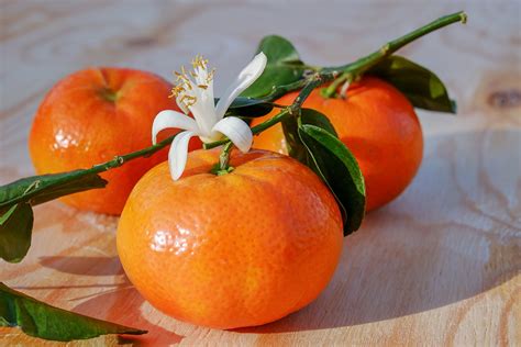22 Fun And Interesting Facts About Clementines Tons Of Facts