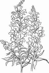 Snapdragon Antirrhinum Pages Delphinium Majus Supercoloring Leone Bocca Snapdragons Fiore Designlooter Inheritance Disegno Lupine sketch template