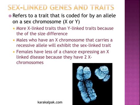 Ppt Chapter 12 Inheritance Patterns And Human Genetics Powerpoint