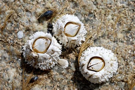 picture   barnacle barnacles   ve    schmidt