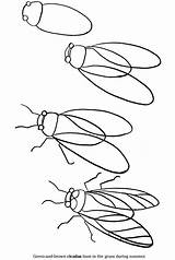 Draw Drawing Insect Cicada Kids Insects Coloring Simple Pages Drawings Dessin Easy Preschool Coloriage Line Animal Insecte Learn Step Lessons sketch template