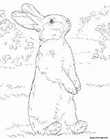 Rabbit Lapin Realiste Coloriage Hase Hasen Stehender Ausmalbilder Ausmalbild Hind Hinterbeinen Supercoloring Ausdrucken Rabbits Osterhase Malvorlagen Imprimé Sheets Bunnies sketch template