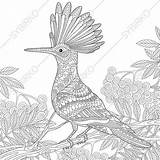 Coloring Pages Parrot Adults Hoopoe Bird Zentangle Stock Epops Stylized Etsy Adult Printable Illustrations Royalty Depositphotos Sold Getdrawings Getcolorings Vectors sketch template