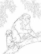 Coloring Macaque Pages Rhesus Baby Monkey Mother Cute Drawing Japanese Printable Supercoloring Animal Vbs Adult Designlooter Forest Holley Click 03kb sketch template