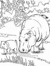 Hippo Coloring Pages Getcolorings Baby sketch template