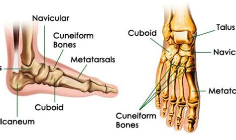 ankle bone medicinebtgcom