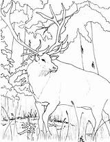 Elk Alce Printable Smoky Rocky Subindo Montanha Tudodesenhos sketch template