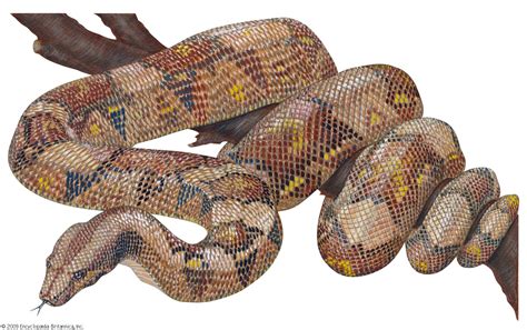 red tailed boa snake britannica